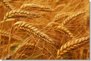 Wheat Seed