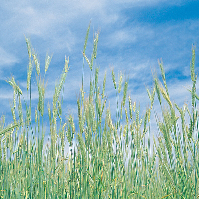 Seed World Rye Cereal Grain Seed - Seed World