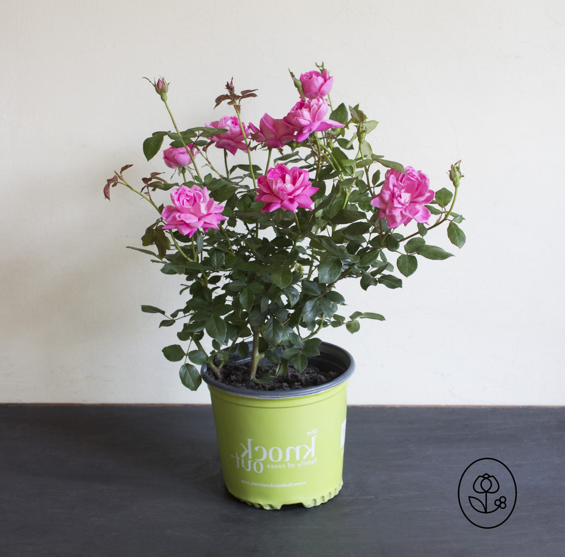 Knock Out Double Pink Rose Plant