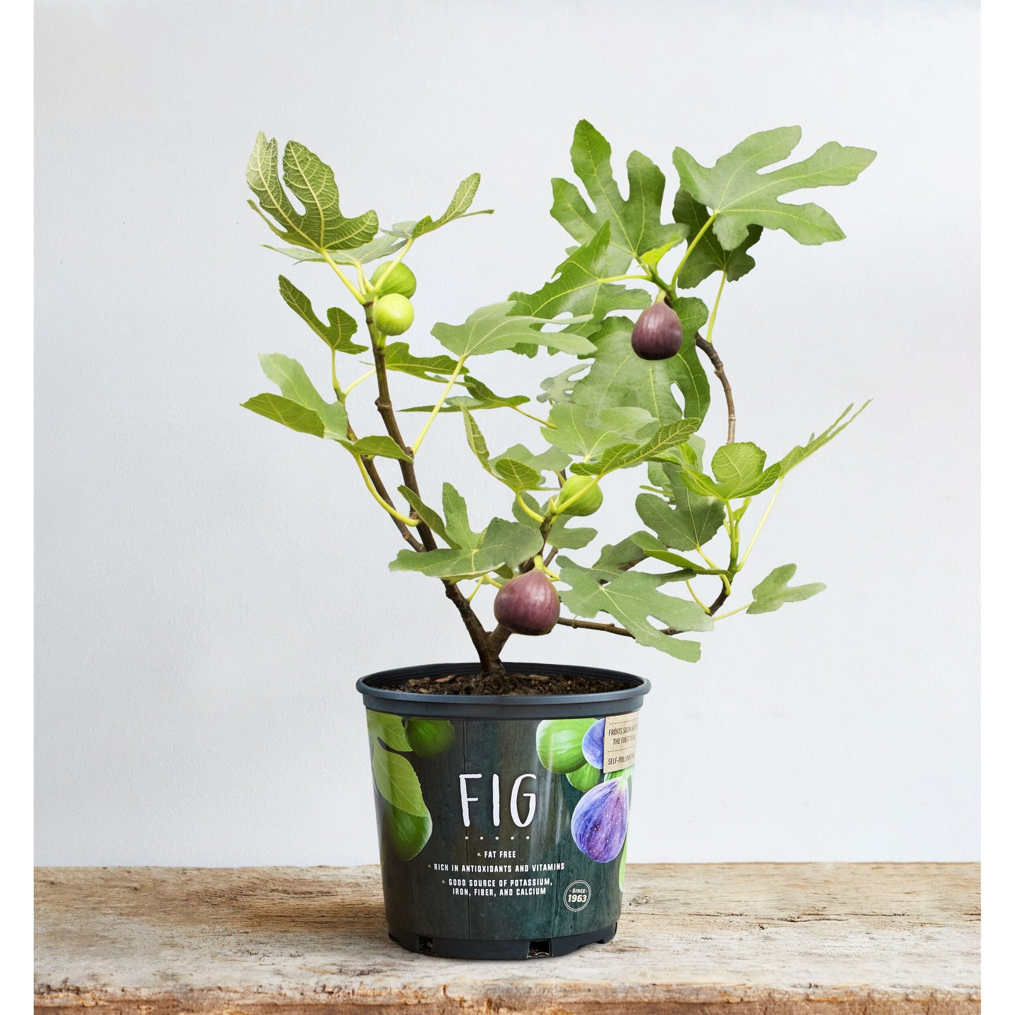 indoor blueberry plant Blueberry "Sunshine Blue" Bush Plant– Seed World