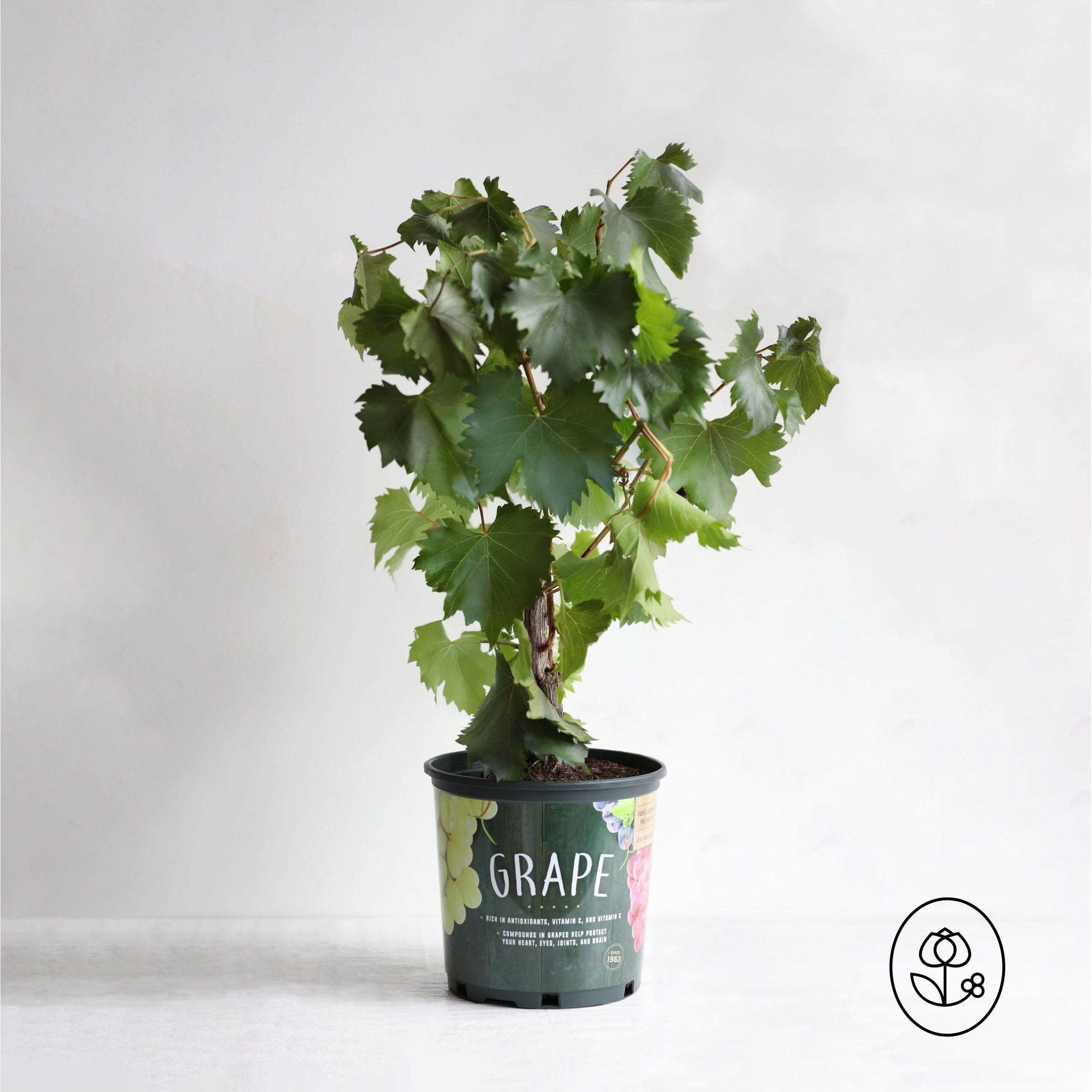planting grape seeds Grape Vine Plant– Seed World