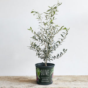 Olive Arbequina Plant - Seed World