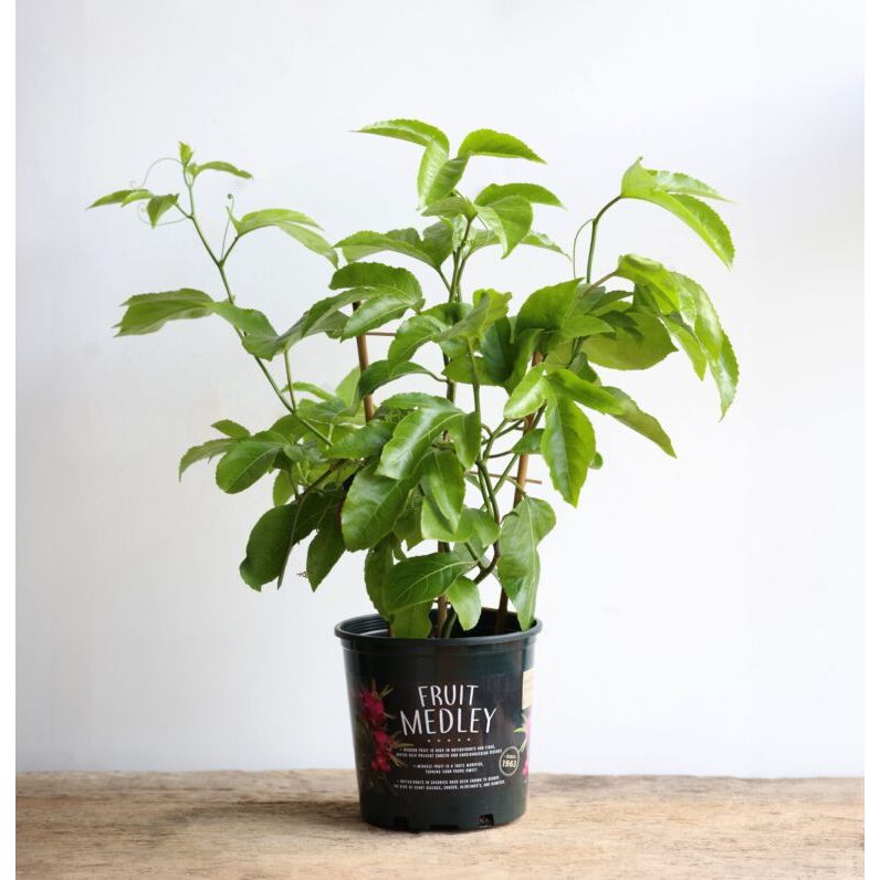 can i plant passion fruit in a pot Passion Fruit Plant