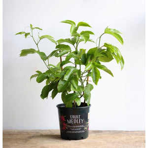 Passion Fruit Plant - 1 Gallon - Seed World
