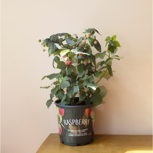 Raspberry Bush Plant - 1 Gallon