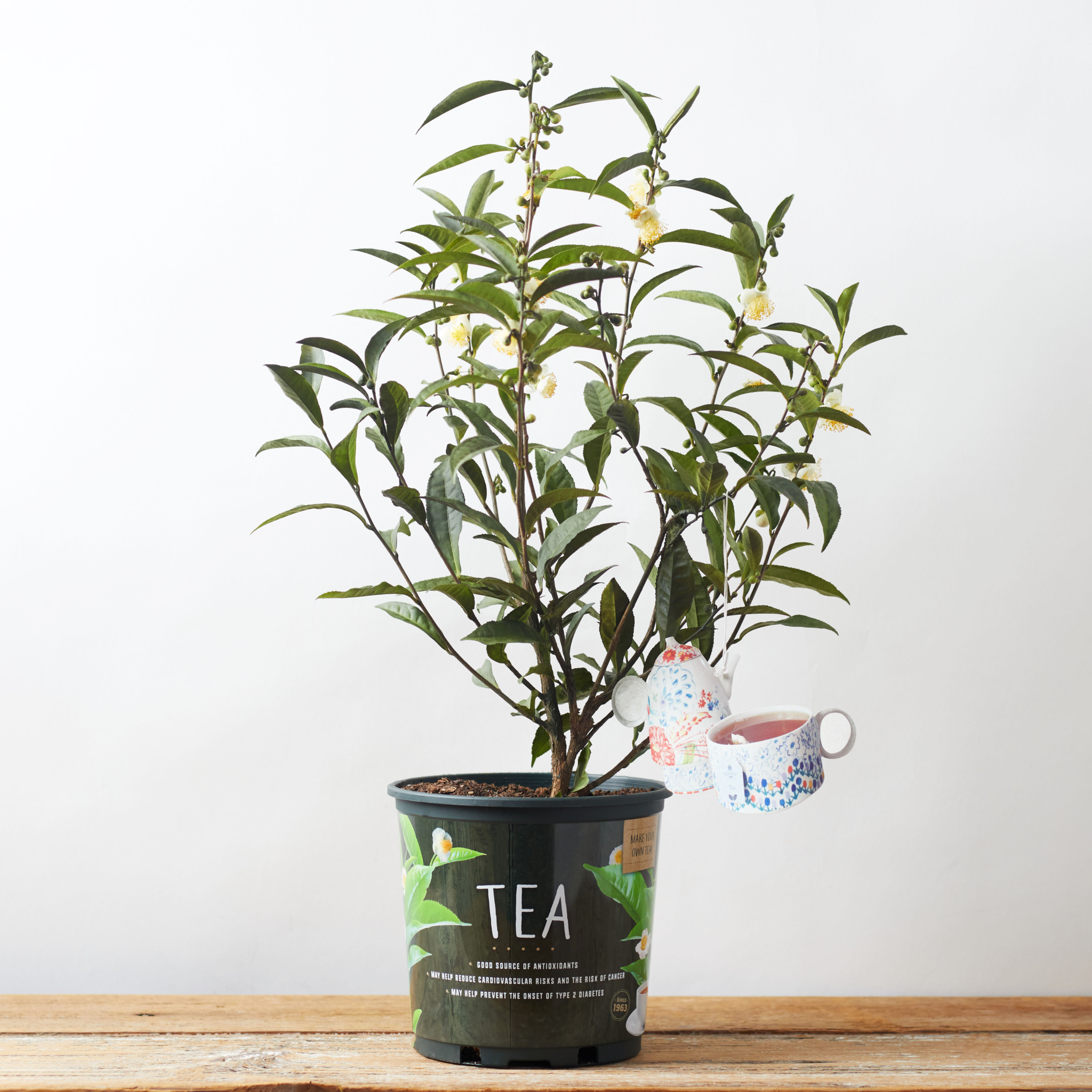 tea house plant Tea Plant