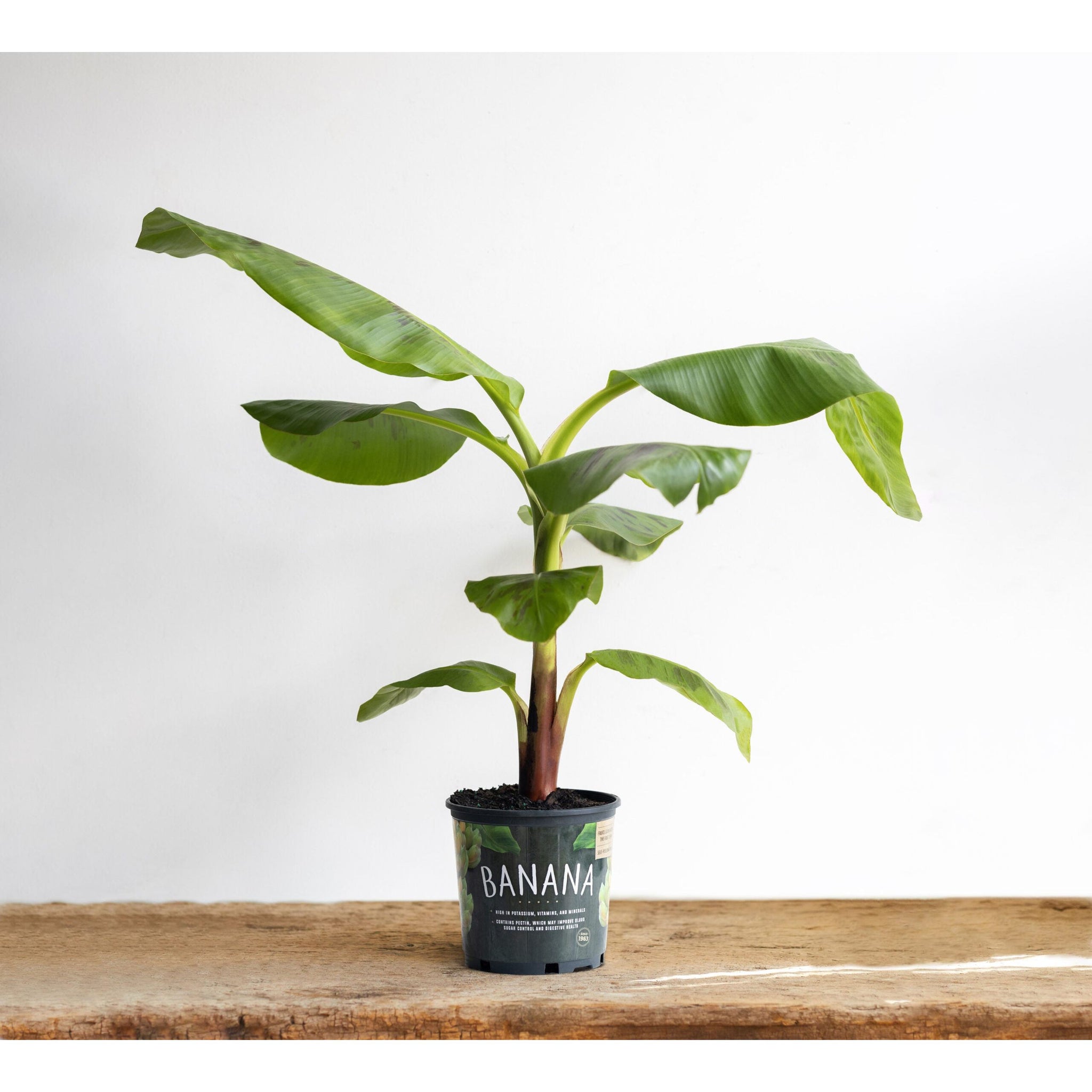 banana tree plant in pot Banana Dwarf Cavendish Tree– Seed World