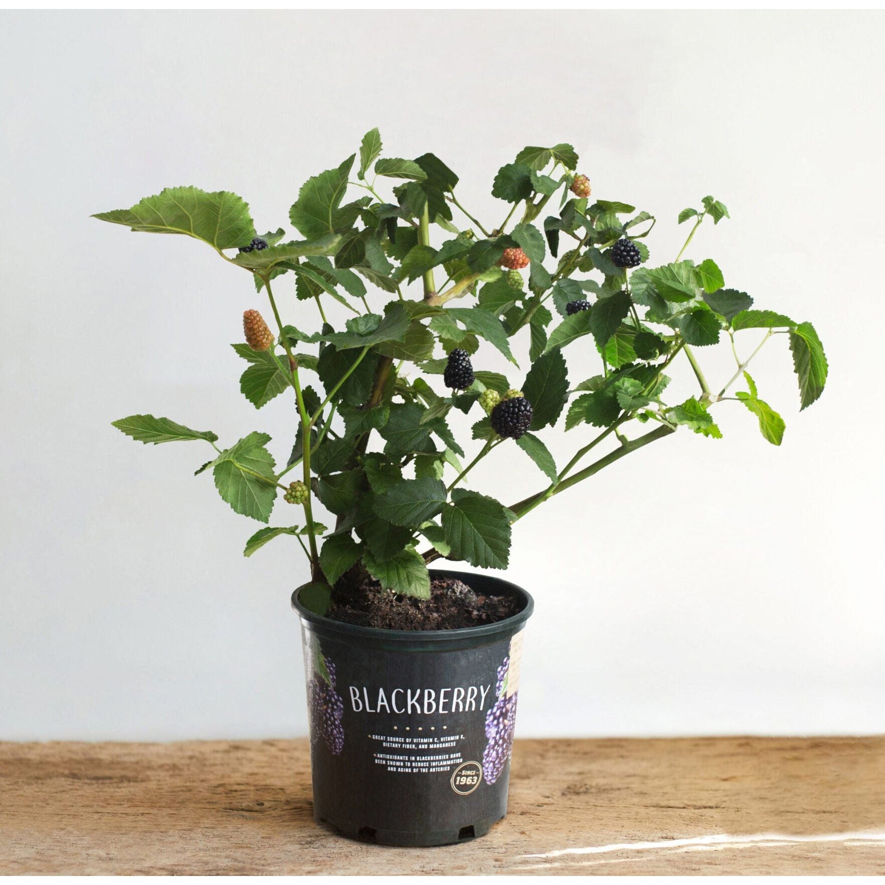 planting blackberry bushes in pots Blackberry Bush Plant