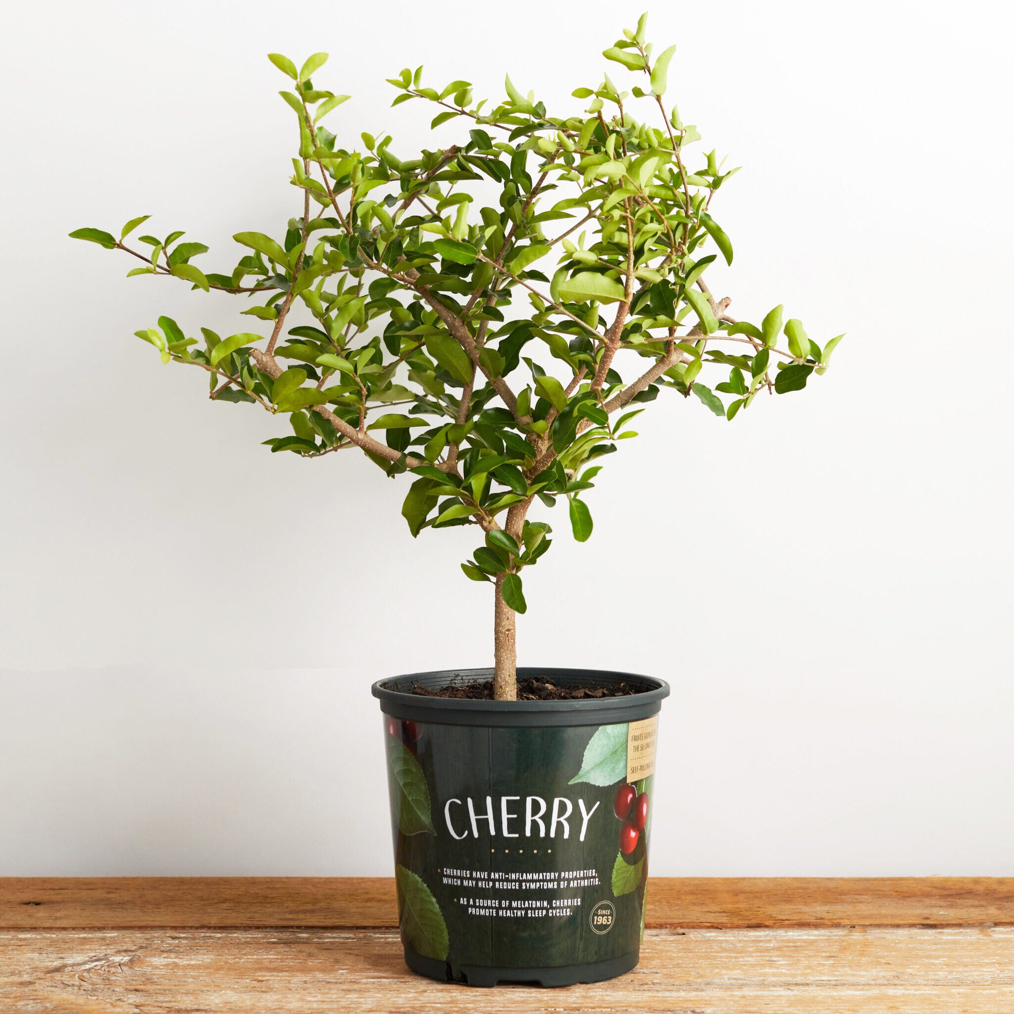 cherry plant in pot Cherry Barbados Plant– Seed World