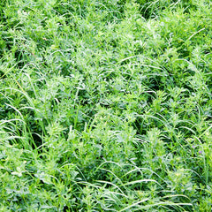 alfalfa 1alfalfa-grass-27_240x.jpg?v=