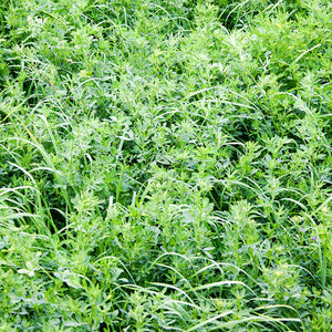 AlfaBar w/Yellow Jacket Alfalfa Seed - 25 Lbs.