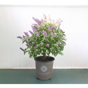 Bloomables Buddleia Plant - 2 Gallon - Seed World