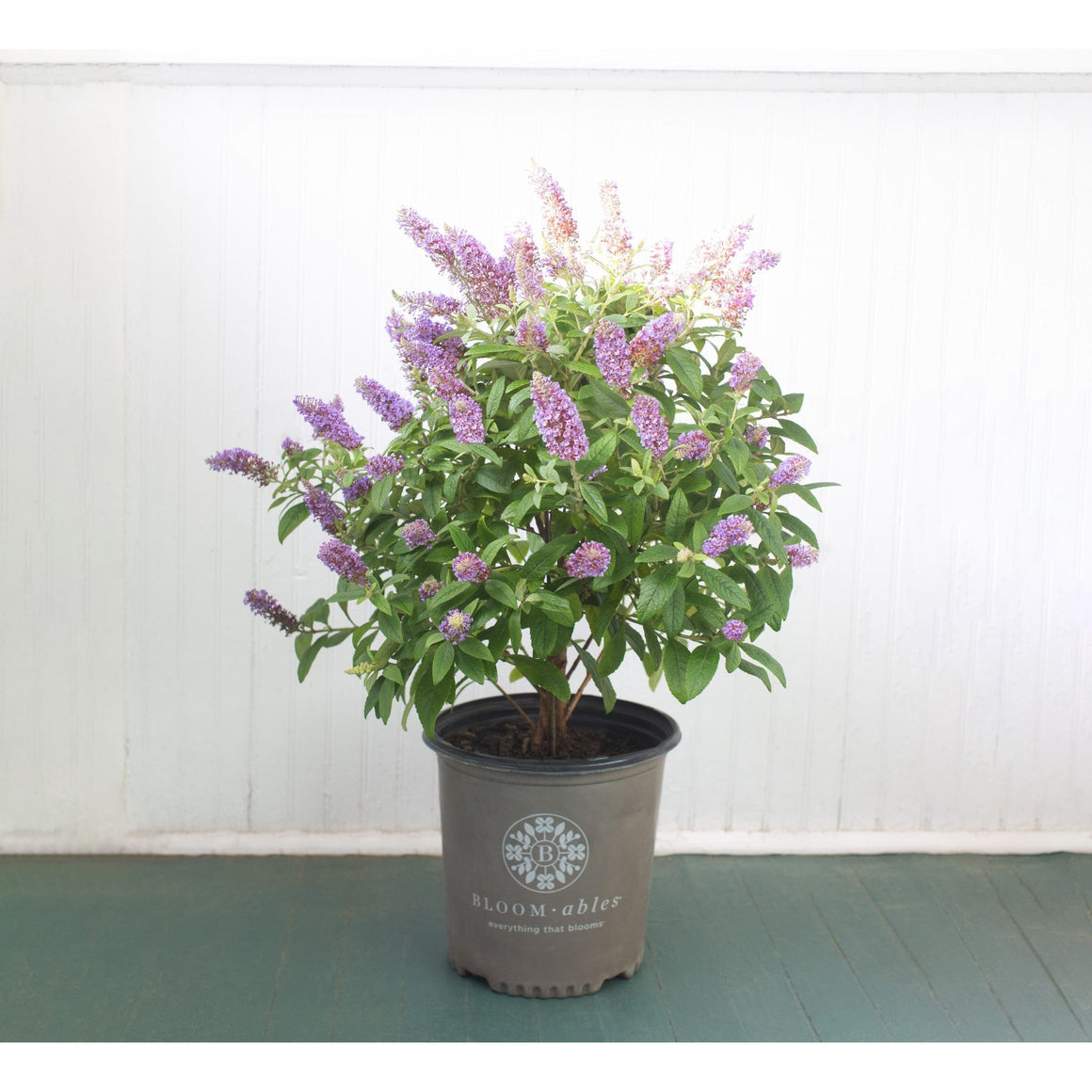 Bloomables Buddleia Plant - 2 Gallon - Seed World