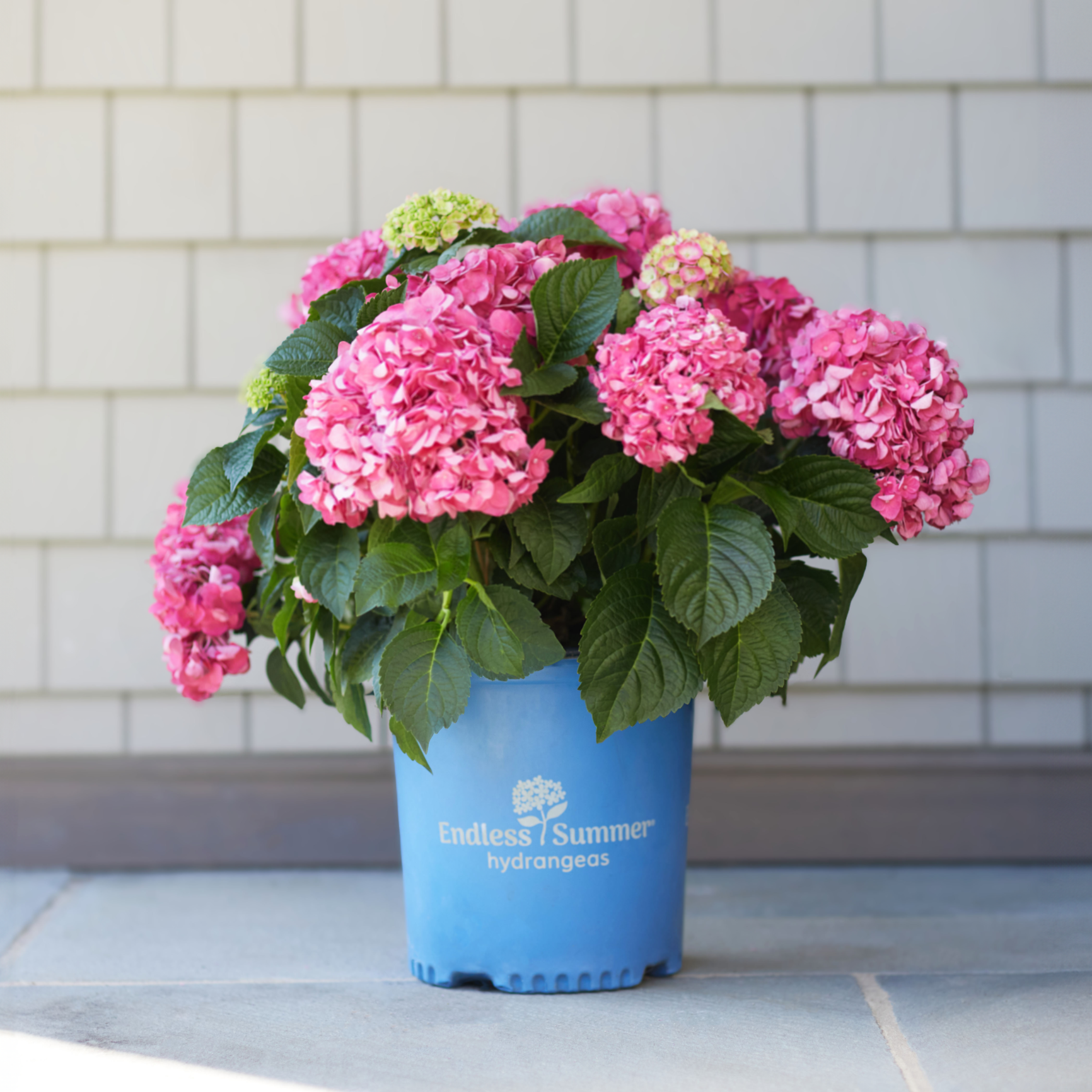 can you plant endless summer hydrangea in pots Endless Summer Hydrangea Plant