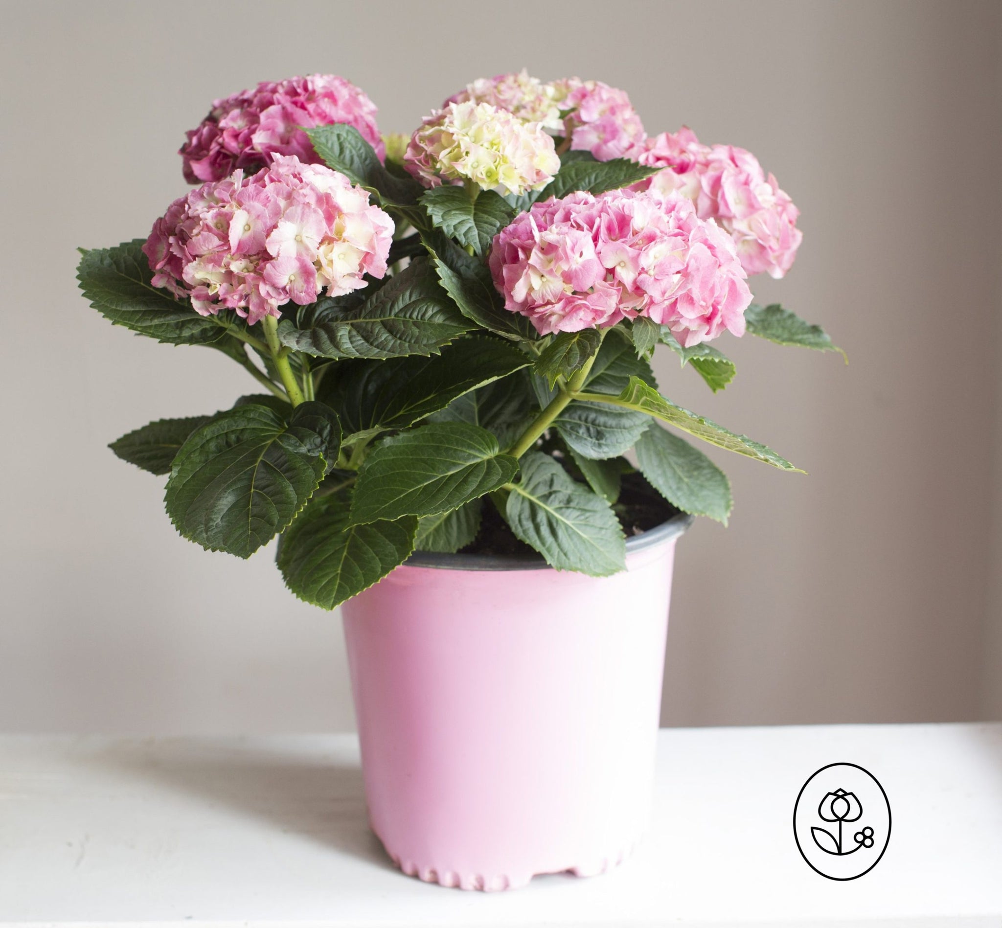 Hydrangea - 2 Gallons - Seed World