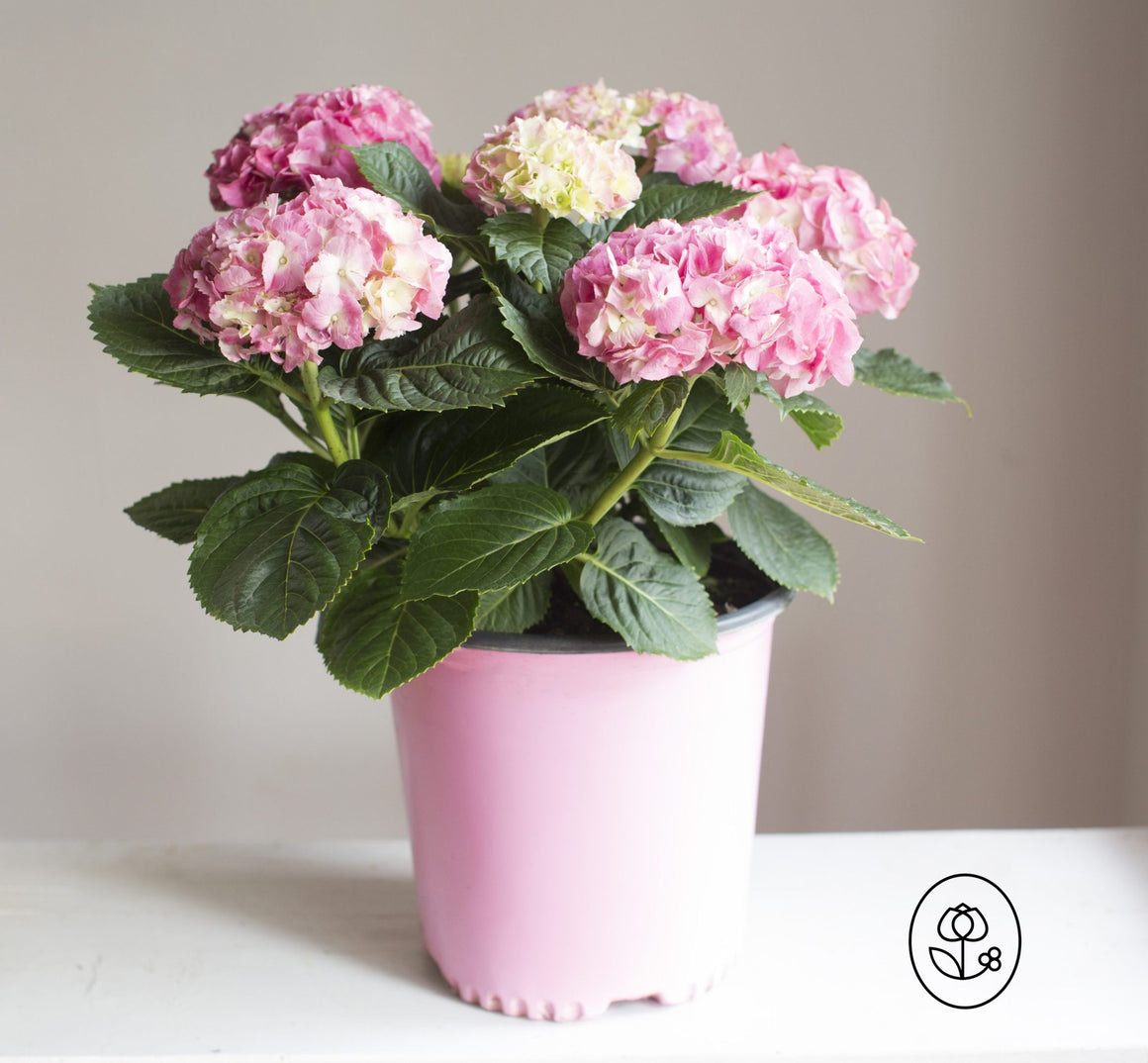 Hydrangea - 2 Gallons - Seed World