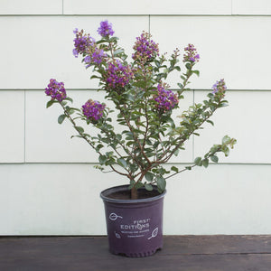 (On Backorder) First Editions Magic Crape Myrtle Plant - 1 Gallon - Seed World