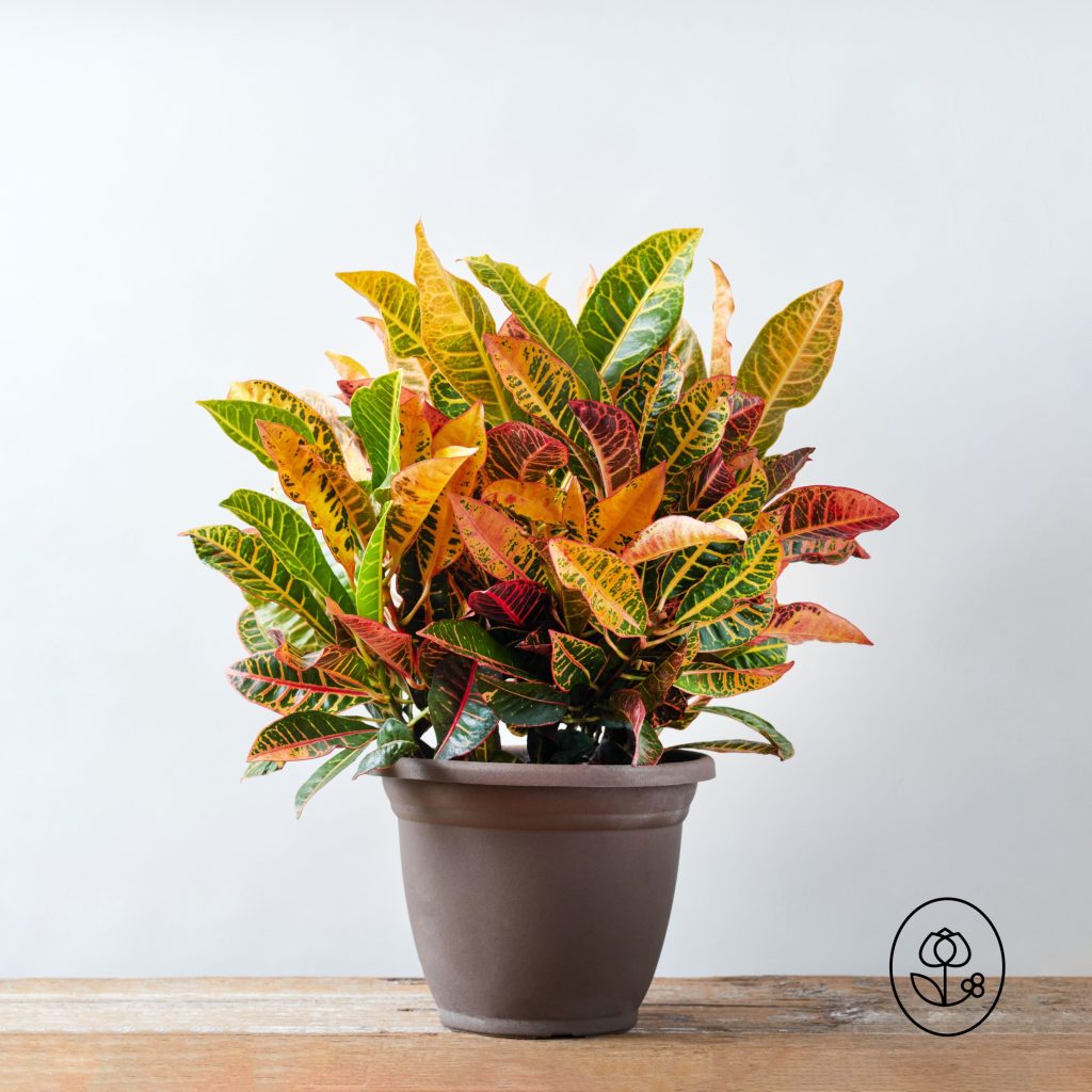 Croton Gold Dust Plant - Seed World