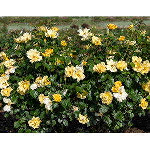 Knock Out Easy Out Easy Bee-Zy Plant - 2 Gallon - Seed World