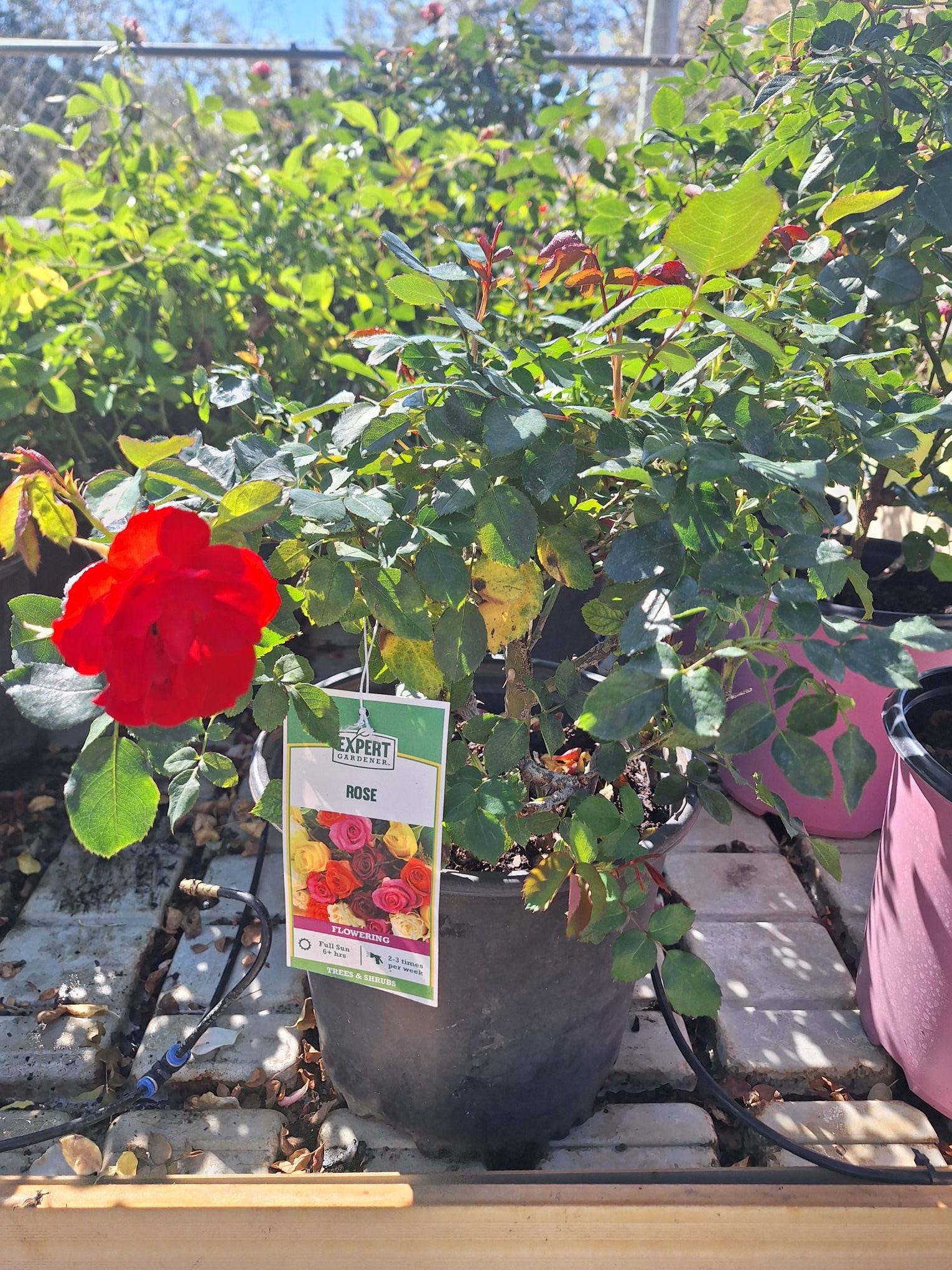 Multi-Colored Rose Plant - 1 Gallon - Seed World