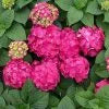 Endless Summer Hydrangea "Summer Crush" Plant - 2 Gallon - Seed World