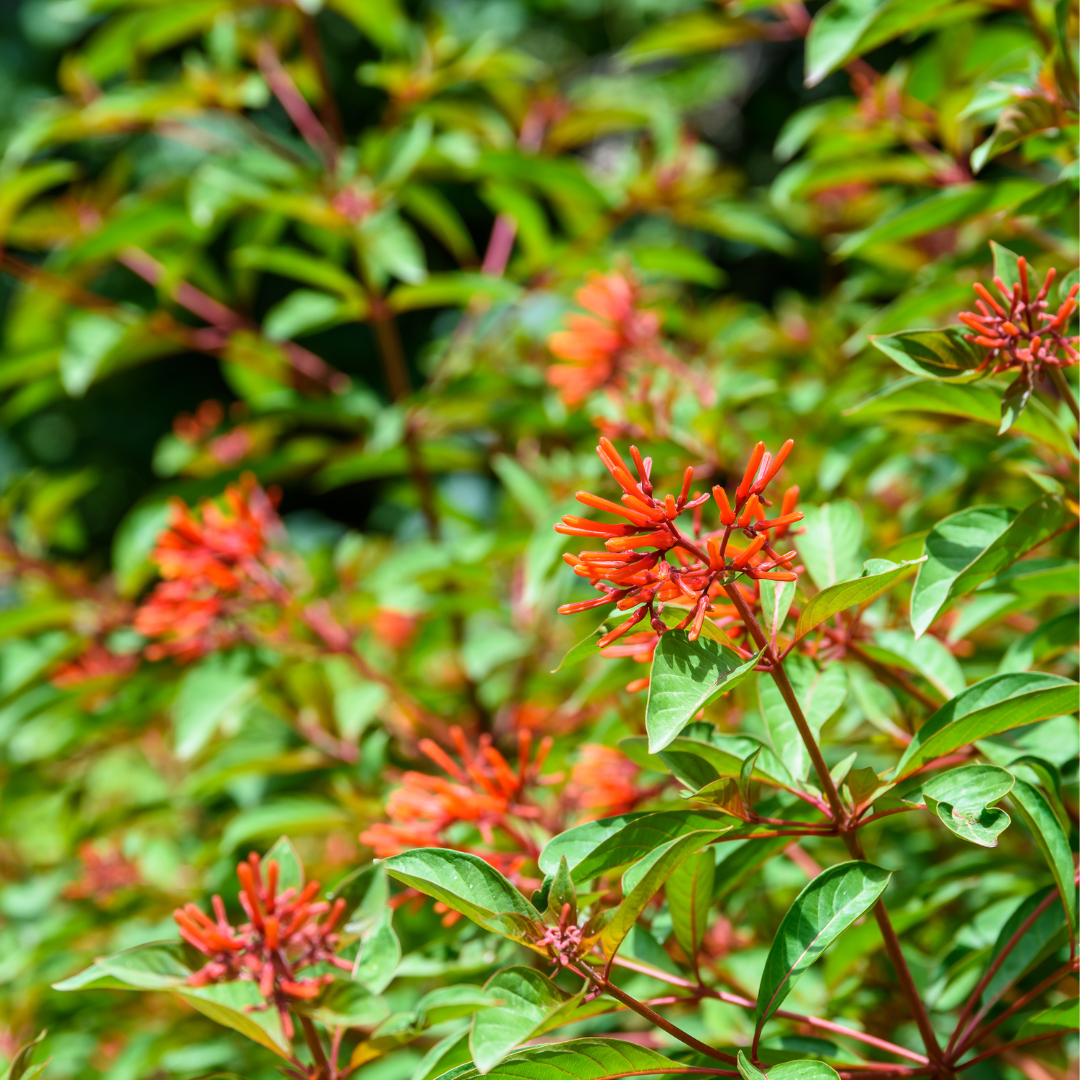 Firebush Plant - 6 inch