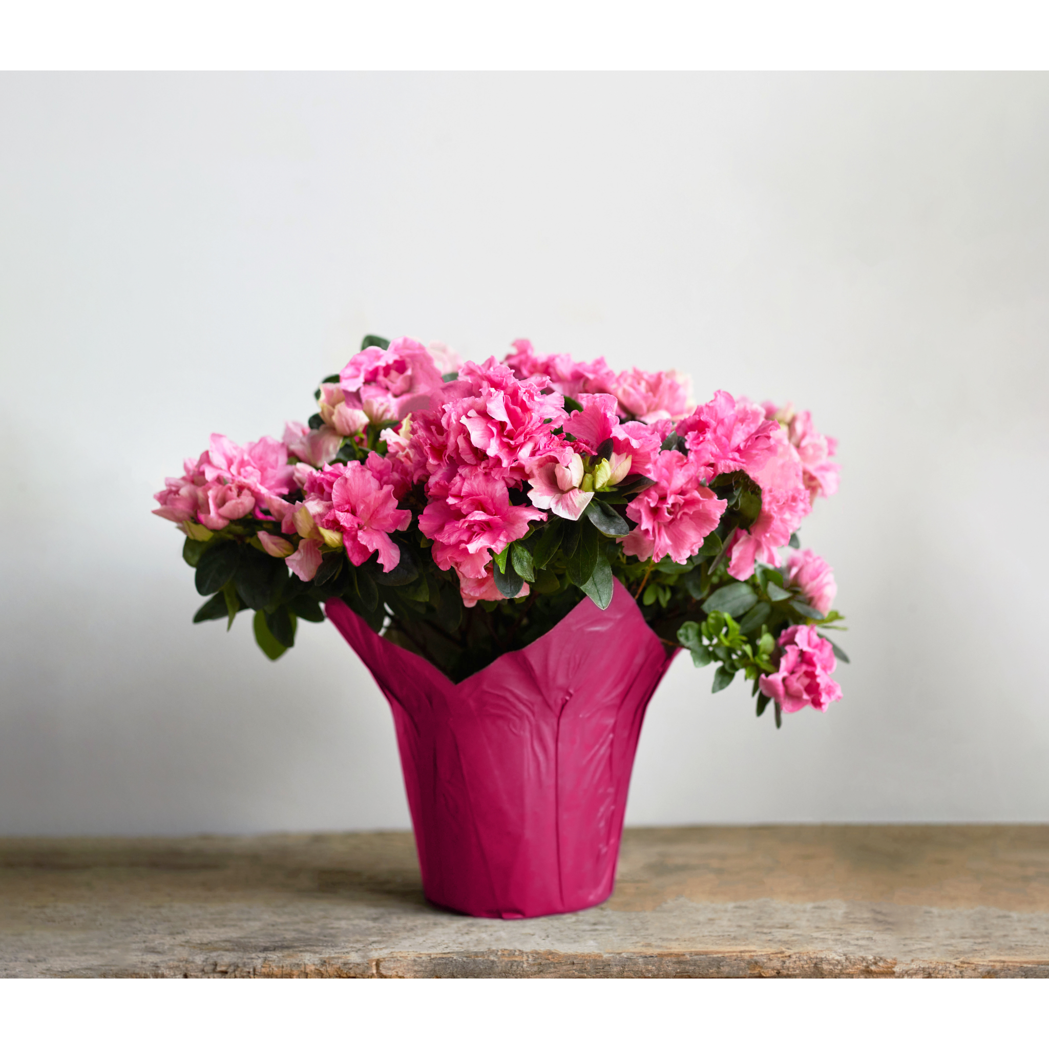 azalea potted plant Azalea Plant