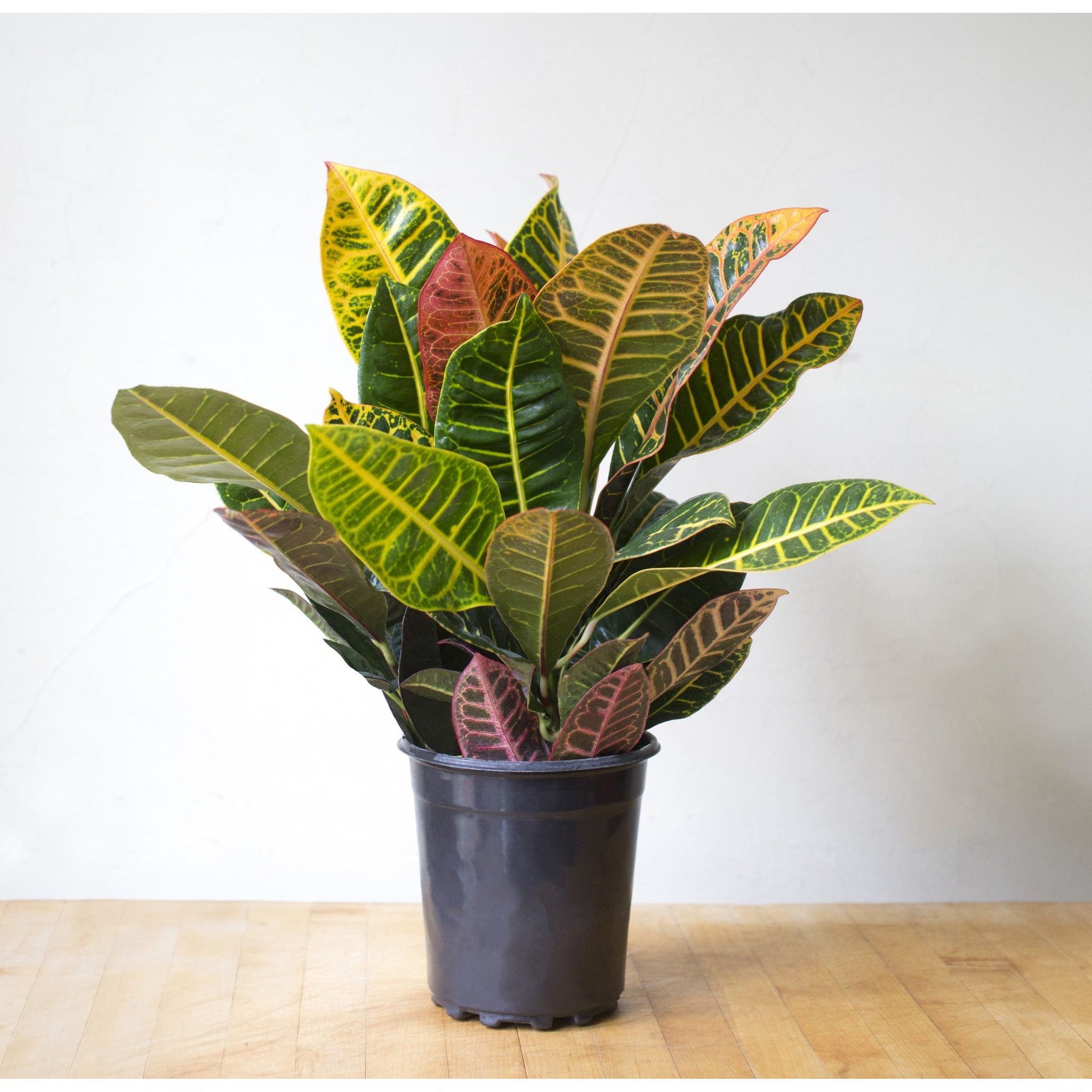 croton plant seeds for sale 10'' Croton Petra