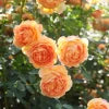 David Austin Rose - 2 Gallon - Seed World
