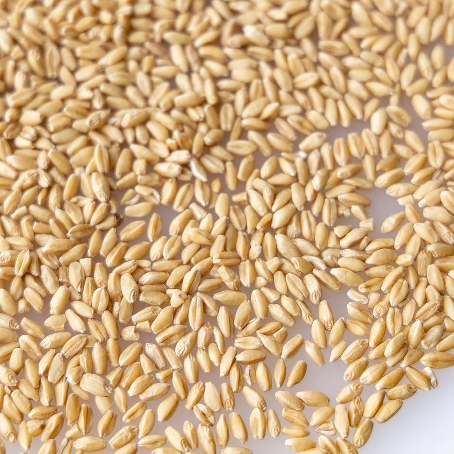 Wheat FEED GRADE Seeds - Seed World