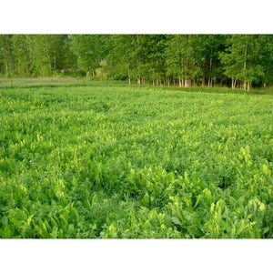 Alfa-Feast Trophy Mix — Deer Food Plot Seed - 3.5lb - Seed World