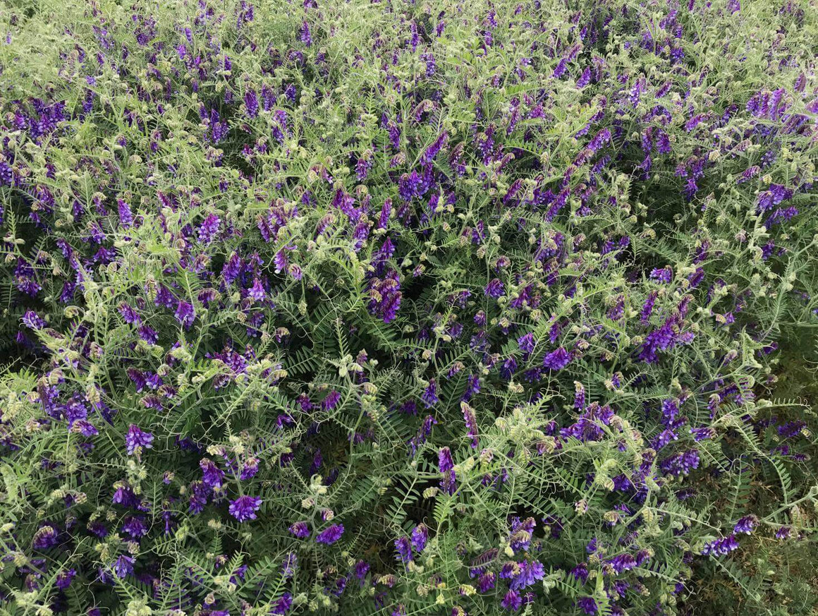 AU Merit Vetch Grass Seeds - Seed World