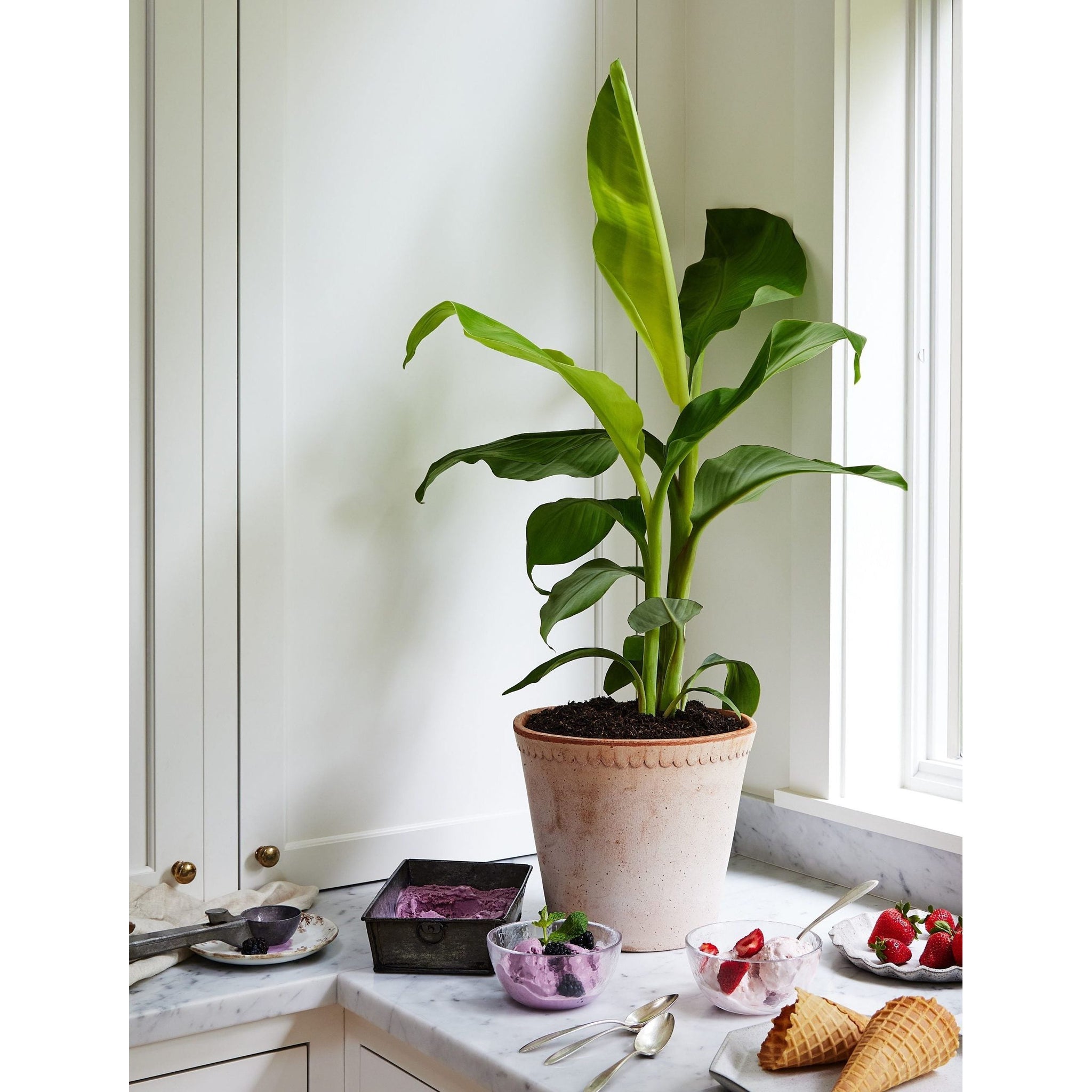 plant banana from seed Banana Blue Java Tree