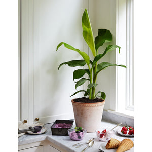 Banana Blue Java Tree - 1 Gallon - Seed World