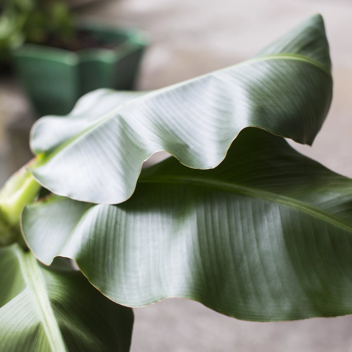 Banana Dwarf Cavendish Tree - 1 Gallon - Seed World