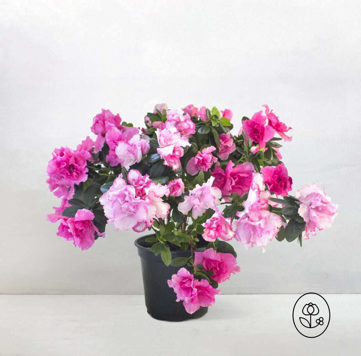 Azalea Plant - Seed World