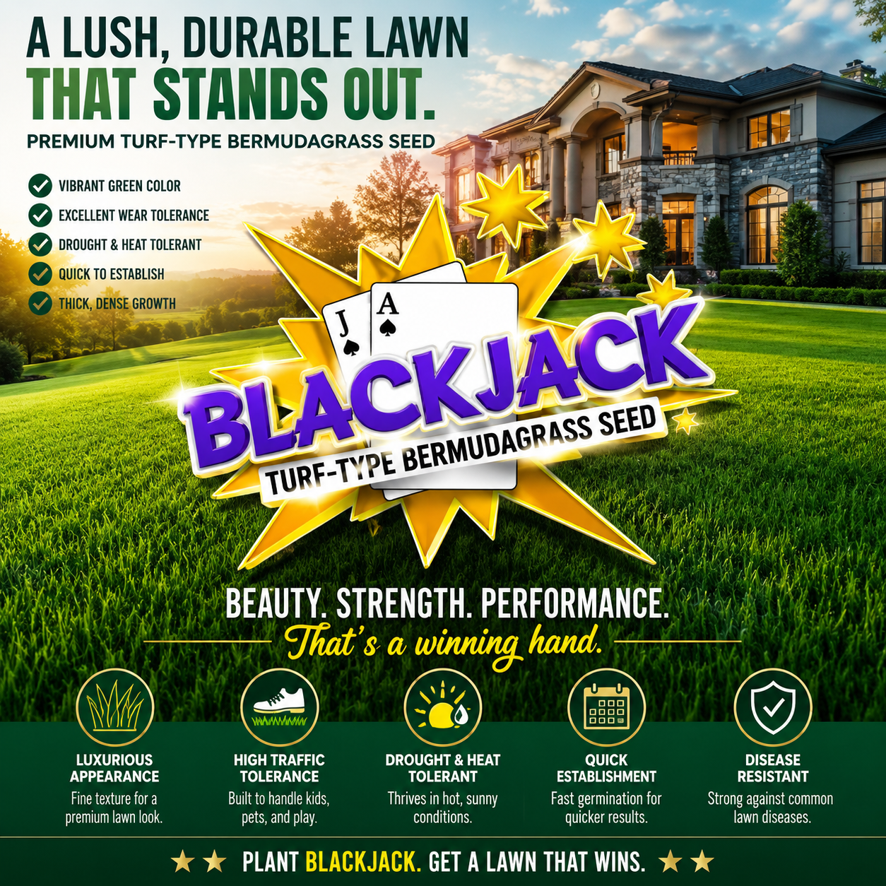 blackjack bermuda grass seed lowe's Blackjack Bermuda Grass Seed