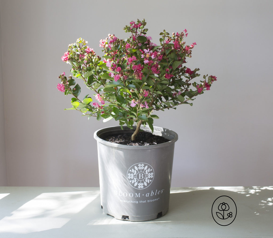 Bloomables Crape Myrtle  - 2 Gallon