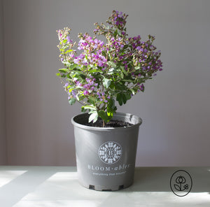 Bloomables Crape Myrtle  - 2 Gallon
