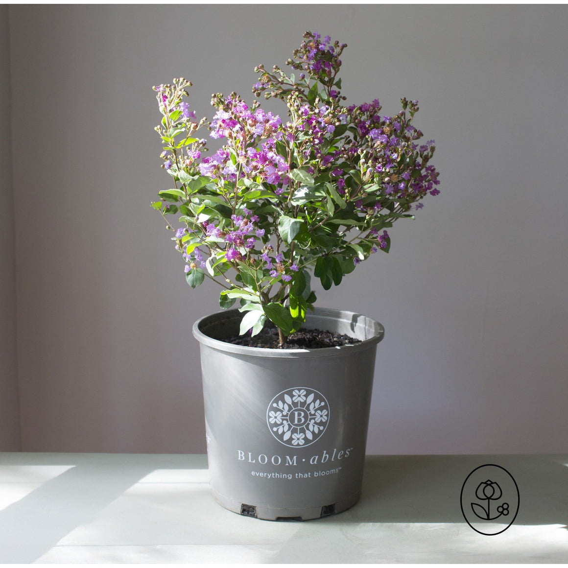 Bloomables Crape Myrtle  - 2 Gallon - Seed World