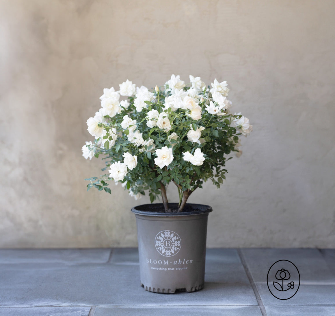 Dewar's Bloomables Rose - Seed World