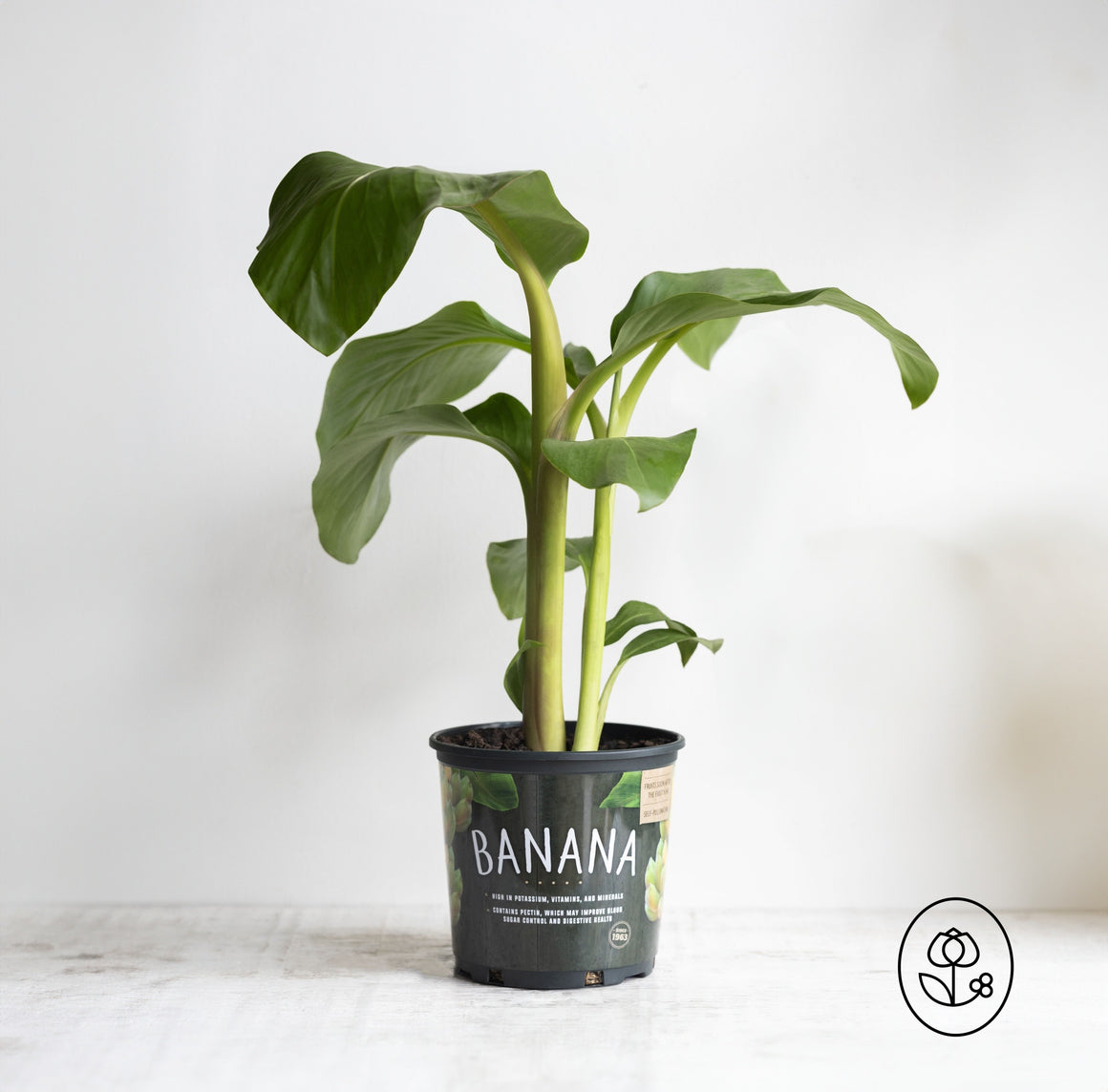 Banana Blue Java Tree - 1 Gallon