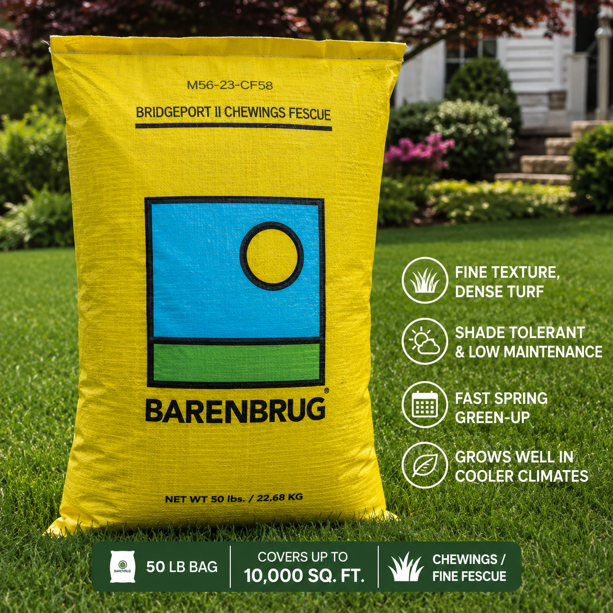 Barenbrug Bridgeport II Chewings Fine Fescue Grass Seed - 50 Lbs.
