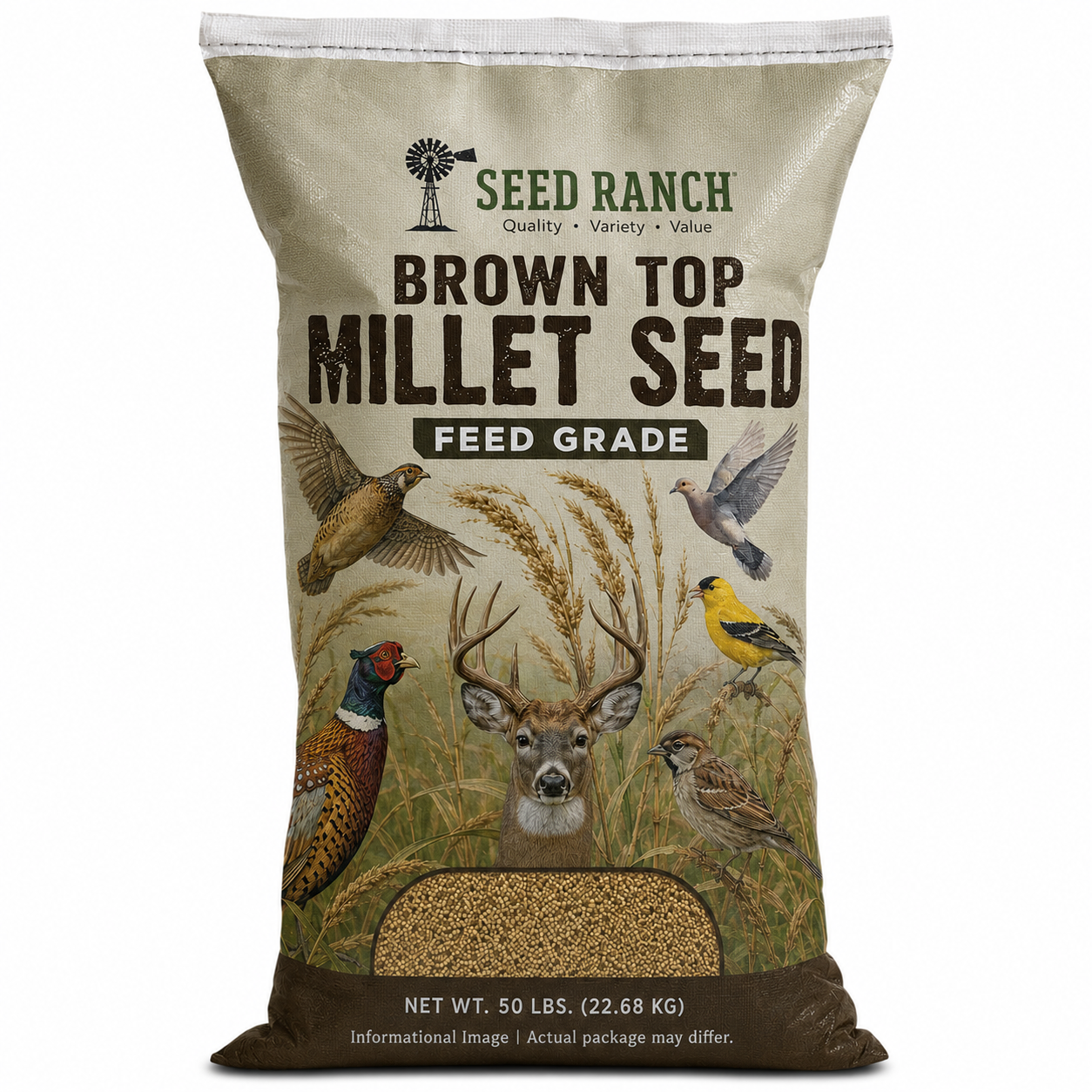 Brown Top Millet Seeds (FEED GRADE)