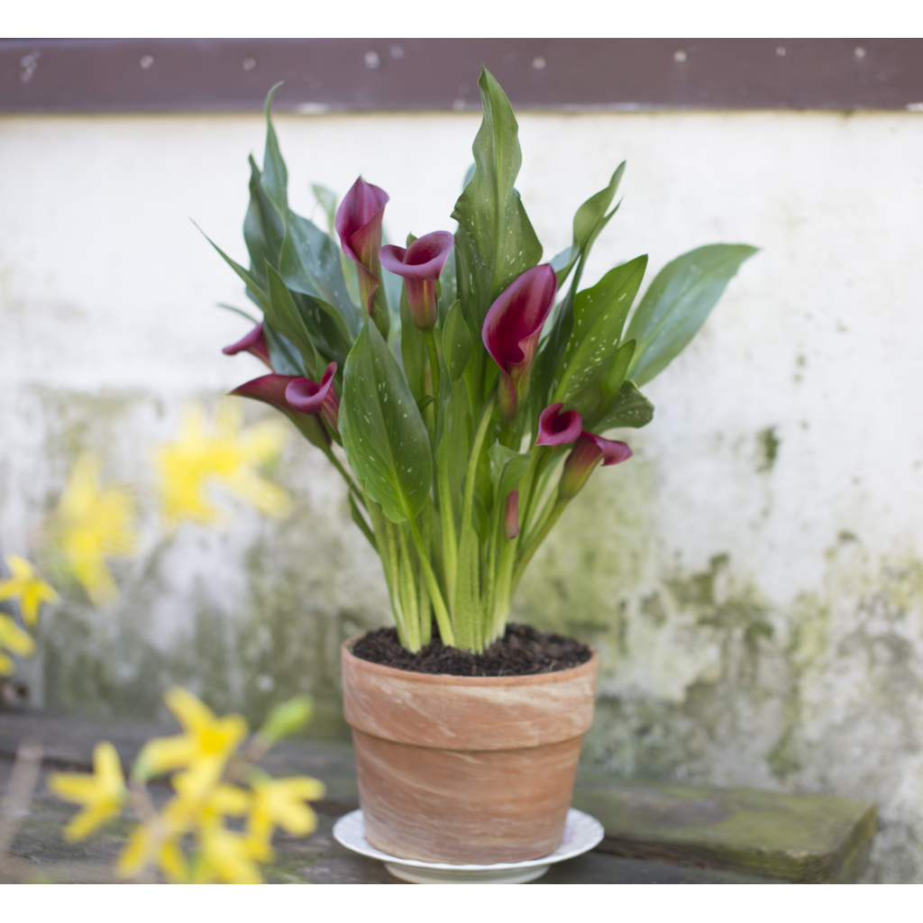 is a calla lily an indoor plant Calla Lily Plant