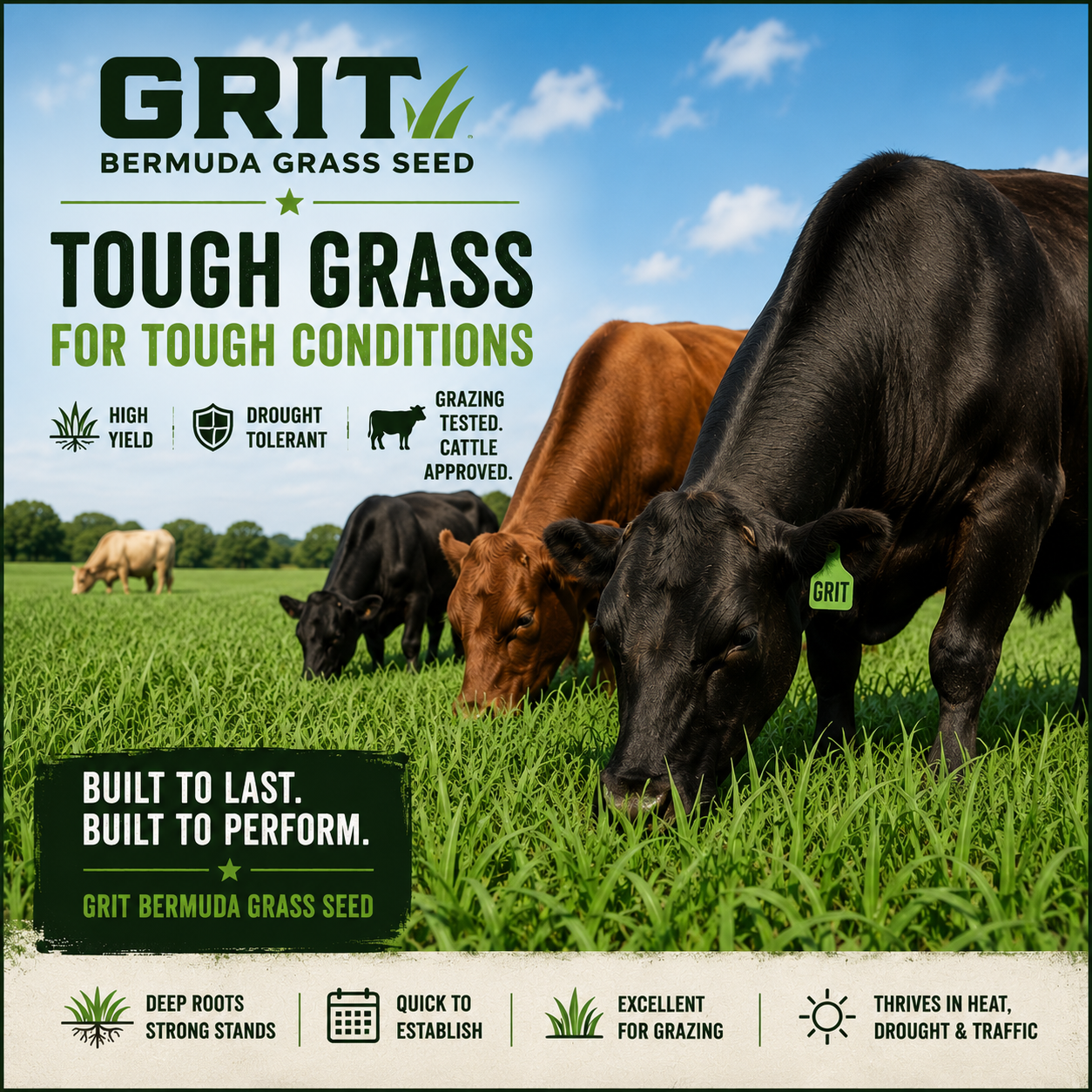 Grit Bermuda Grass Seed For Pasture - Seed World