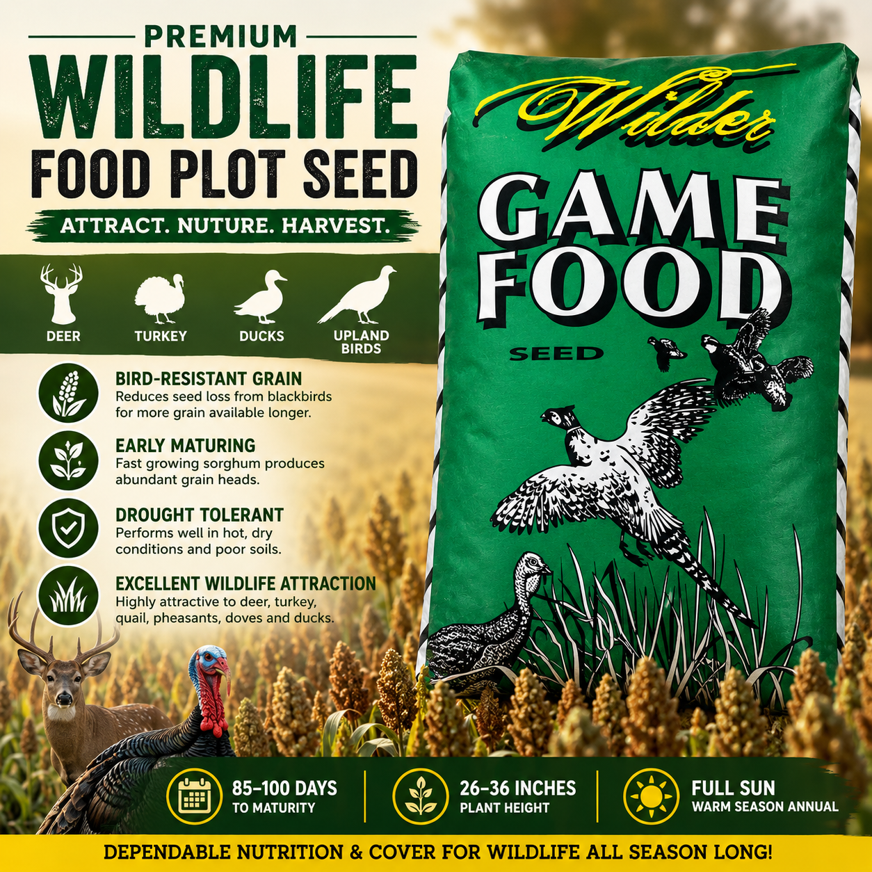 WGF Sorghum Seed - Seed World