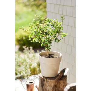 Cherry Barbados Plant - 2 Gallon - Seed World