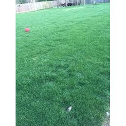Chewing Fine Fescue Grass Seeds - 50 lbs.