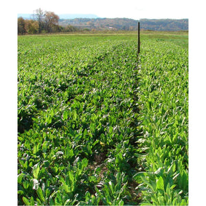 Tecomate Champion Chicory -  Food Plot Seed - Seed World